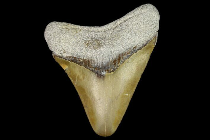 Fossil Megalodon Tooth - Florida #122568